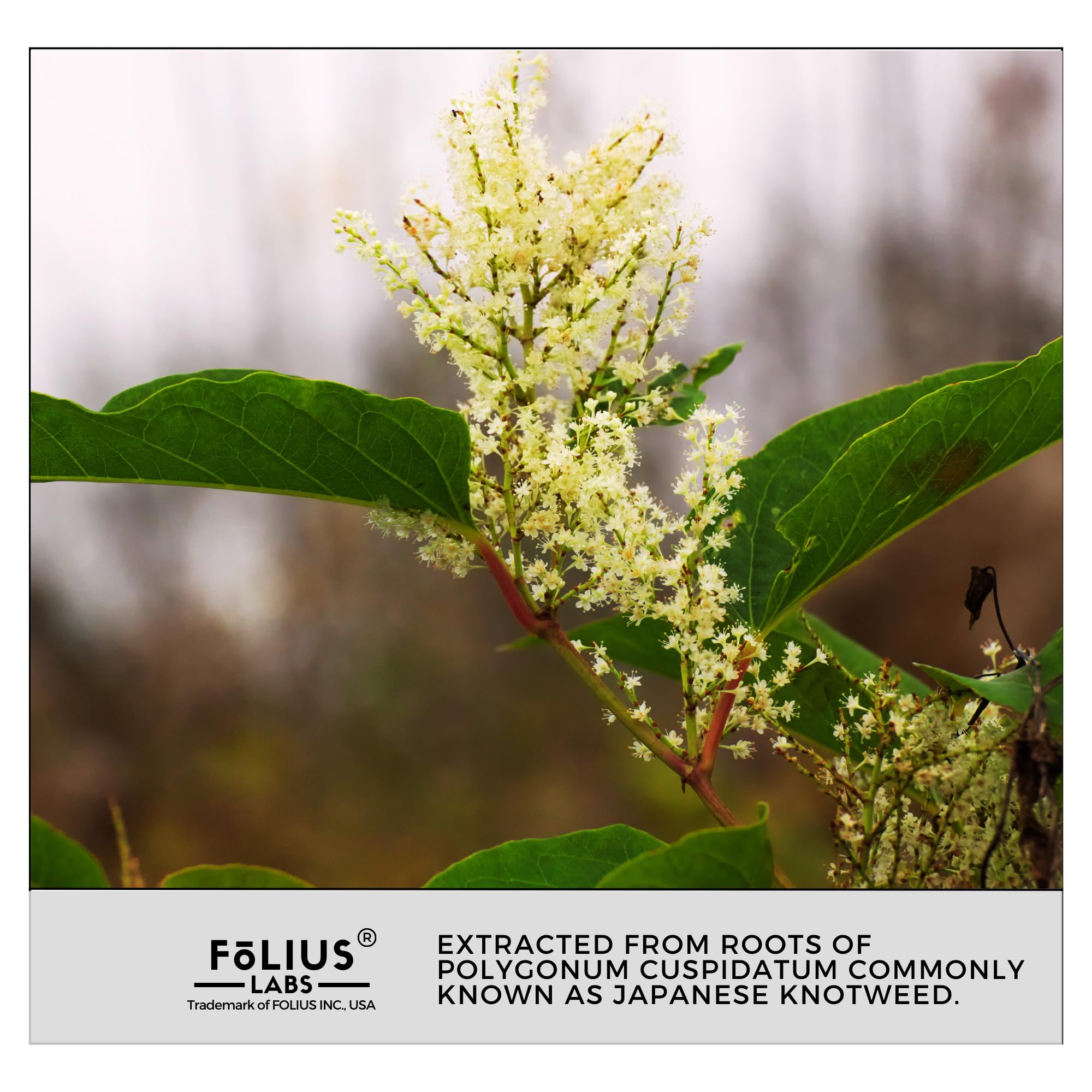 FOLIUS LABS Bottle with label conveys trust and pure sourcing.