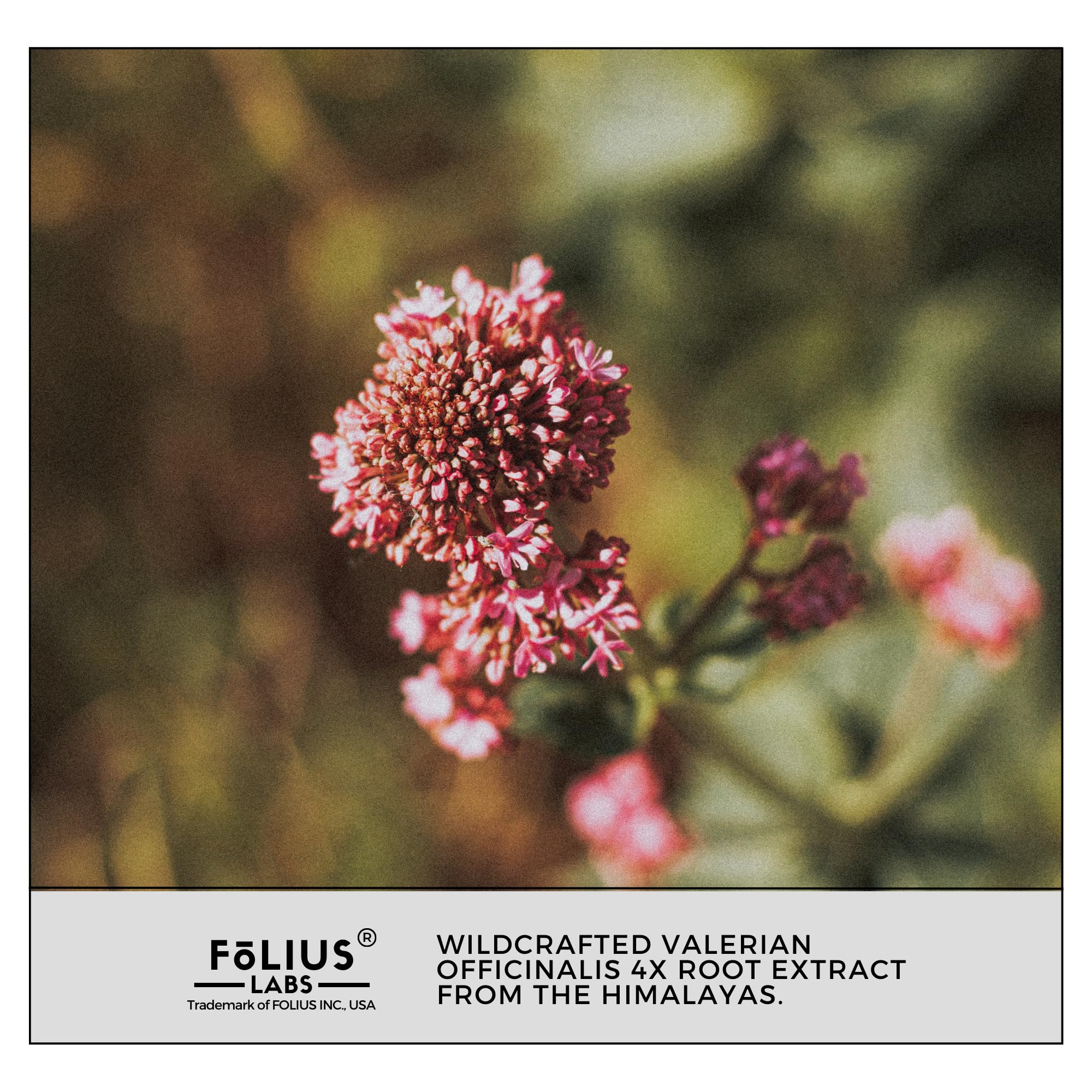 Glass of water beside FOLIUS LABS Valerian capsules for easy intake.