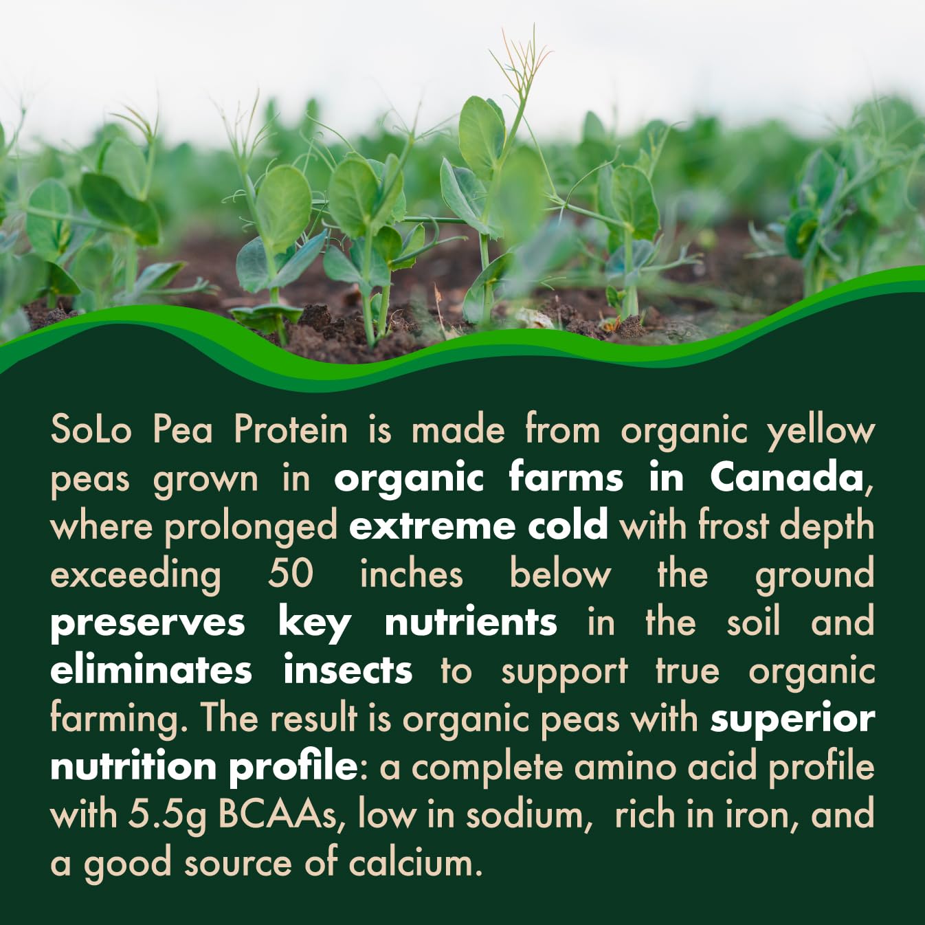 Folona Solo Organic Pea Protein Isolate bag-open scene ready for quick protein.