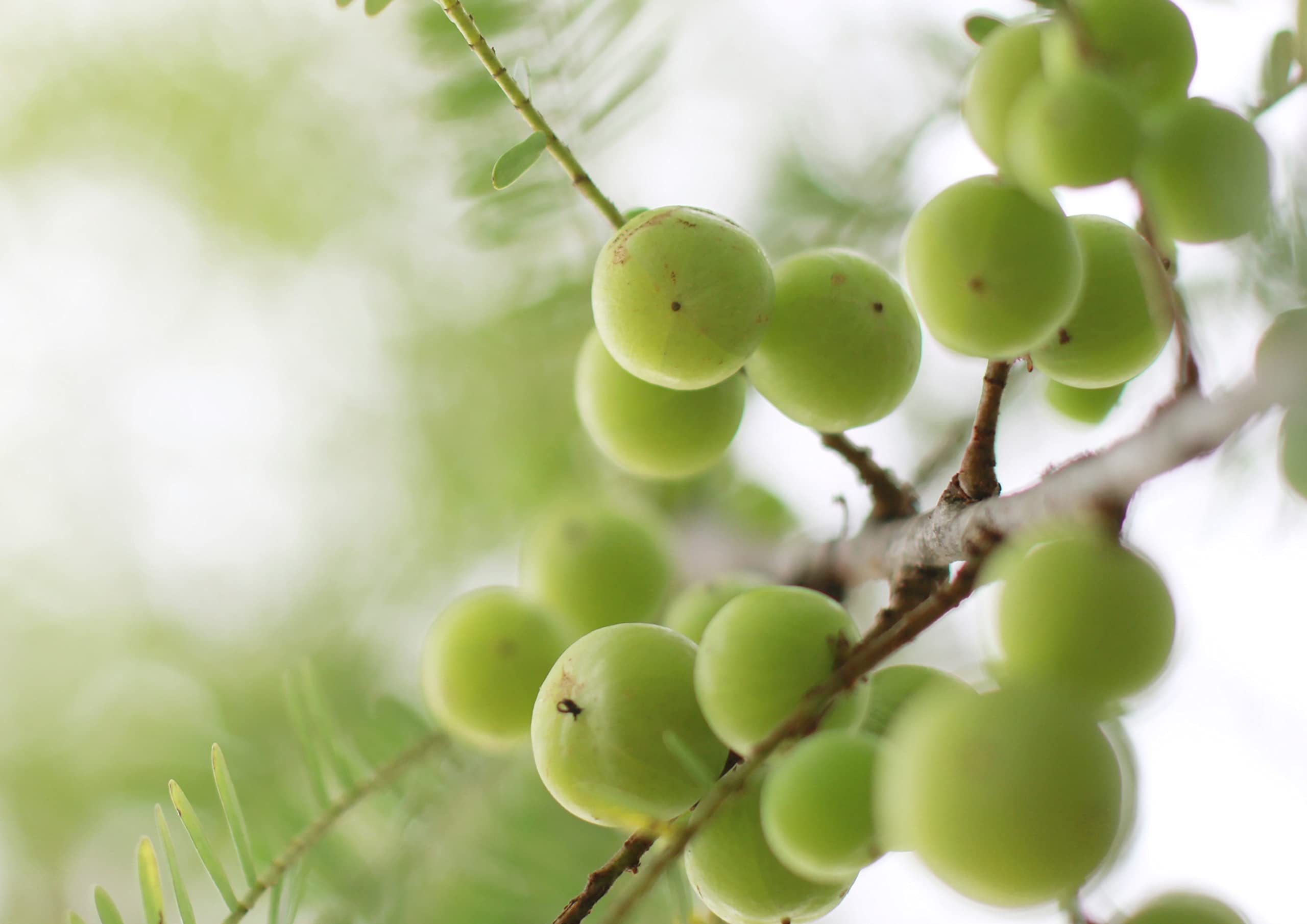 Food to Live Amla Powder stored in a neat container to preserve freshness.