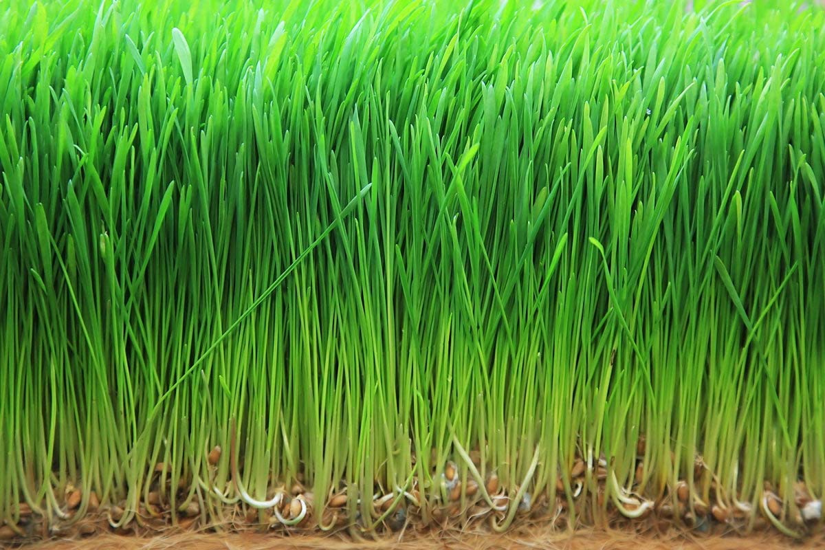 Food to Live wheatgrass powder bulk pouch ready for refill