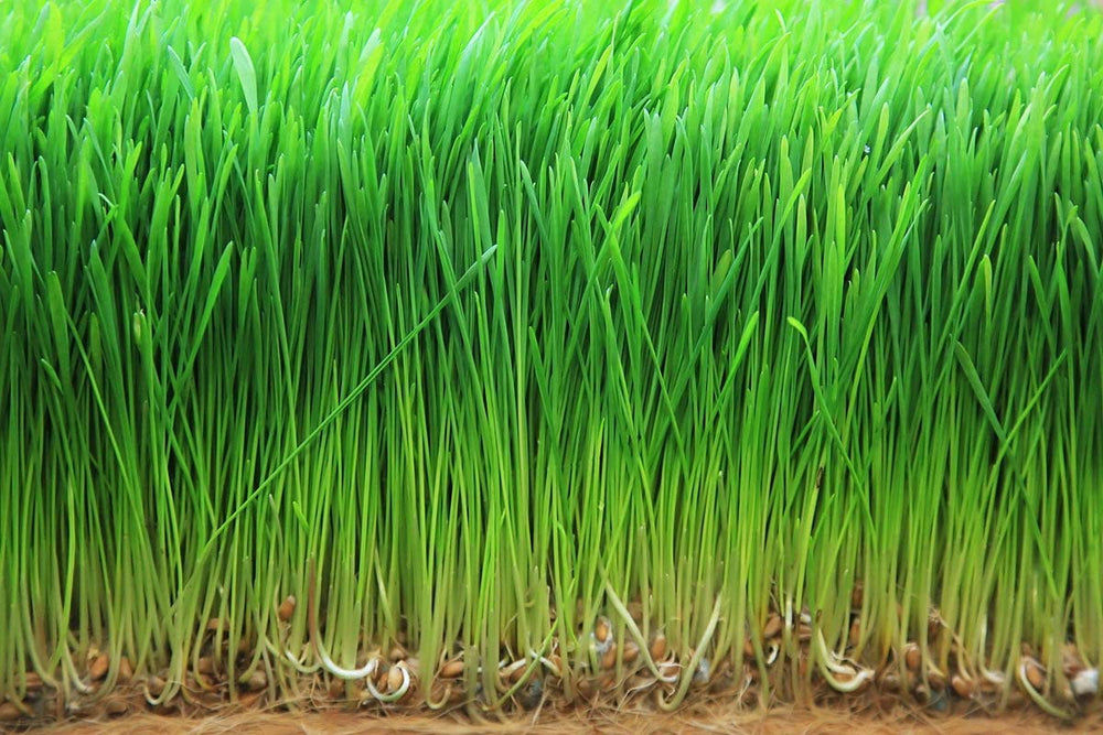 Food to Live wheatgrass powder bulk pouch ready for refill