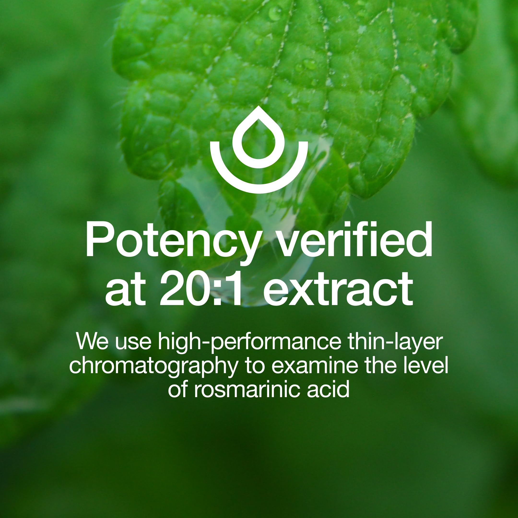Bottle view of Fresh Nutrition lemon balm extract