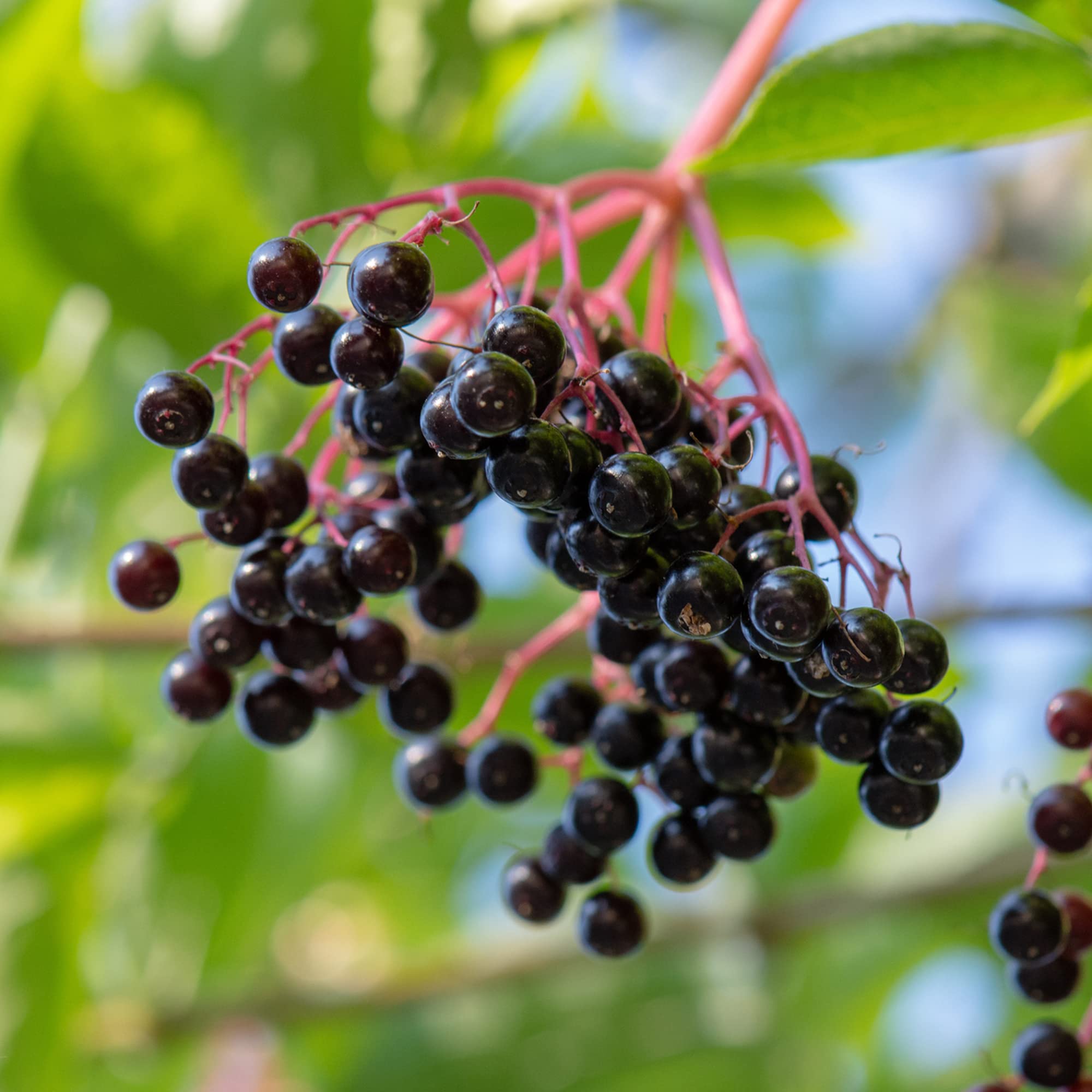 Frontier Co-op Elderberry Tea Infusion—dried fruit for comforting blends.