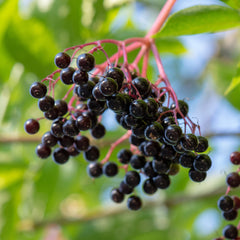 Frontier Co-op Elderberry Tea Infusion—dried fruit for comforting blends.