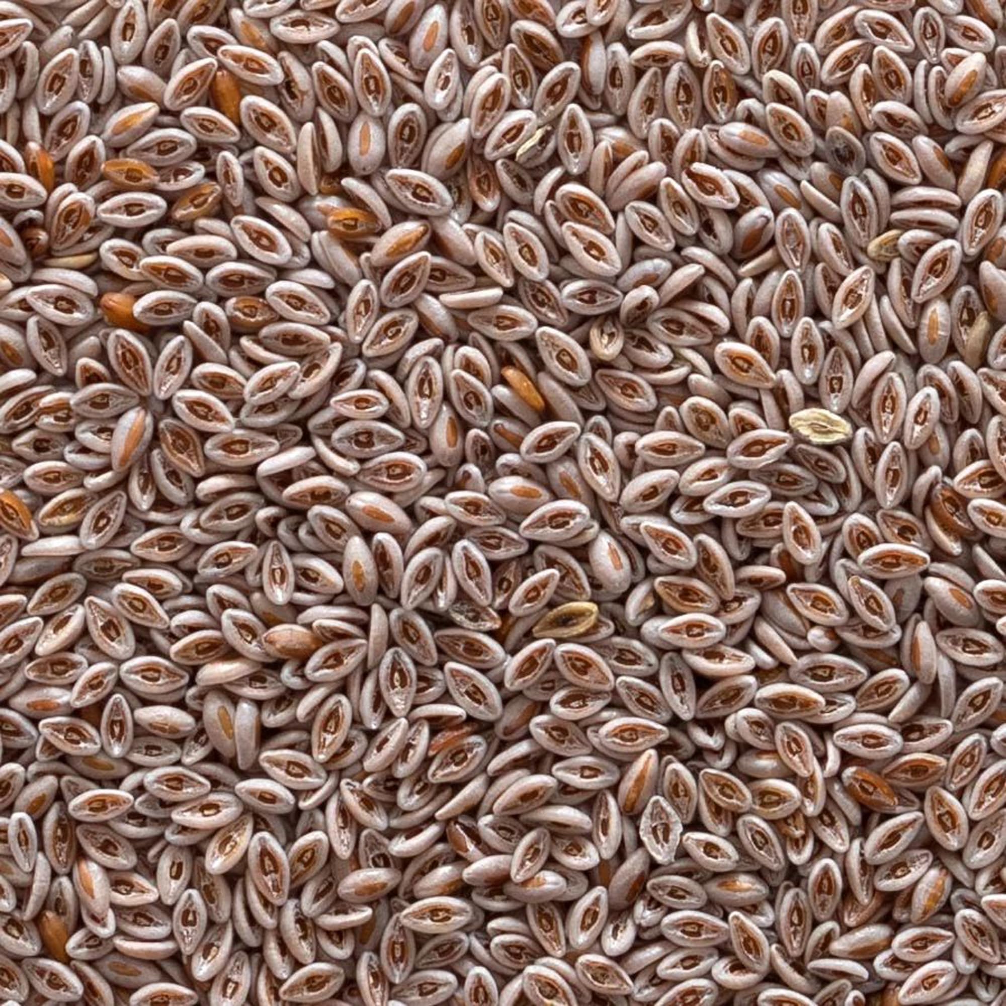 Frontier Co-op Organic Psyllium Seed 1lb packaging ready for pantry storage.