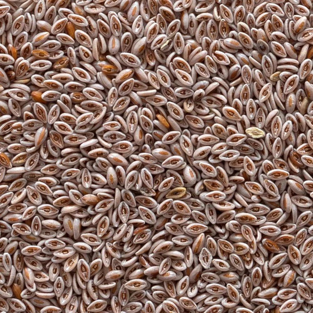 Frontier Co-op Organic Psyllium Seed 1lb packaging ready for pantry storage.