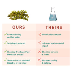 Fucoidan polysaccharides close-up highlighting bioactive compounds for daily balance.