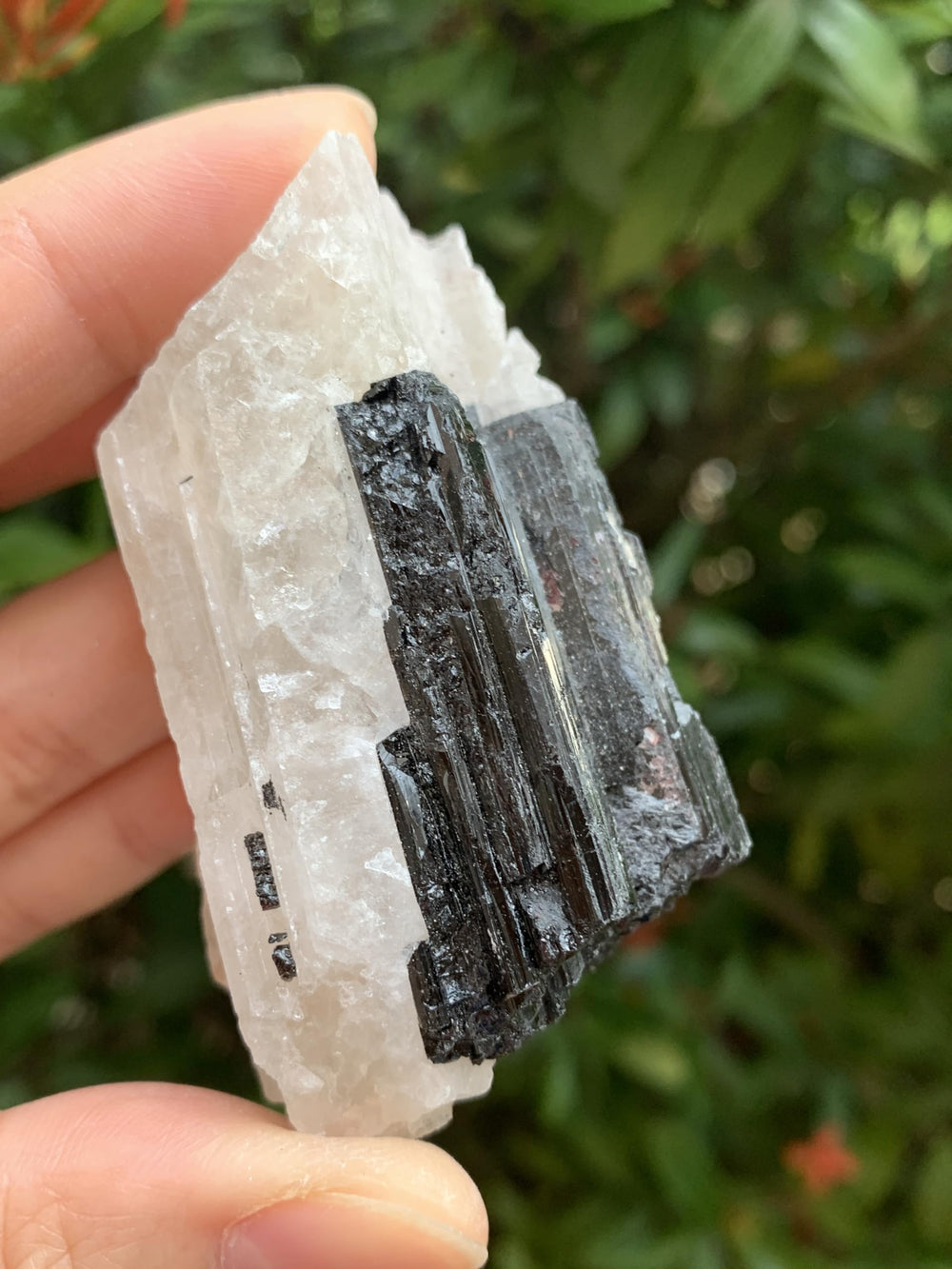 GAF Treasures rough tourmaline with quartz enhances crystal display arrangements