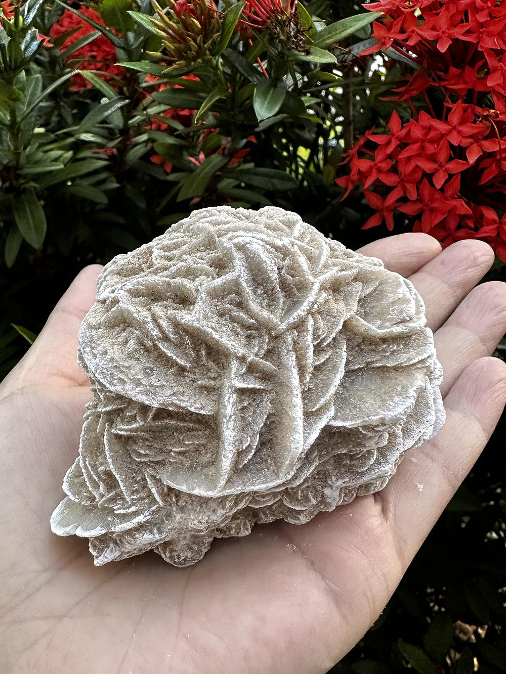 GAF TREASURES Desert Rose Gypsum Rose specimen ideal decorative piece with positive energy