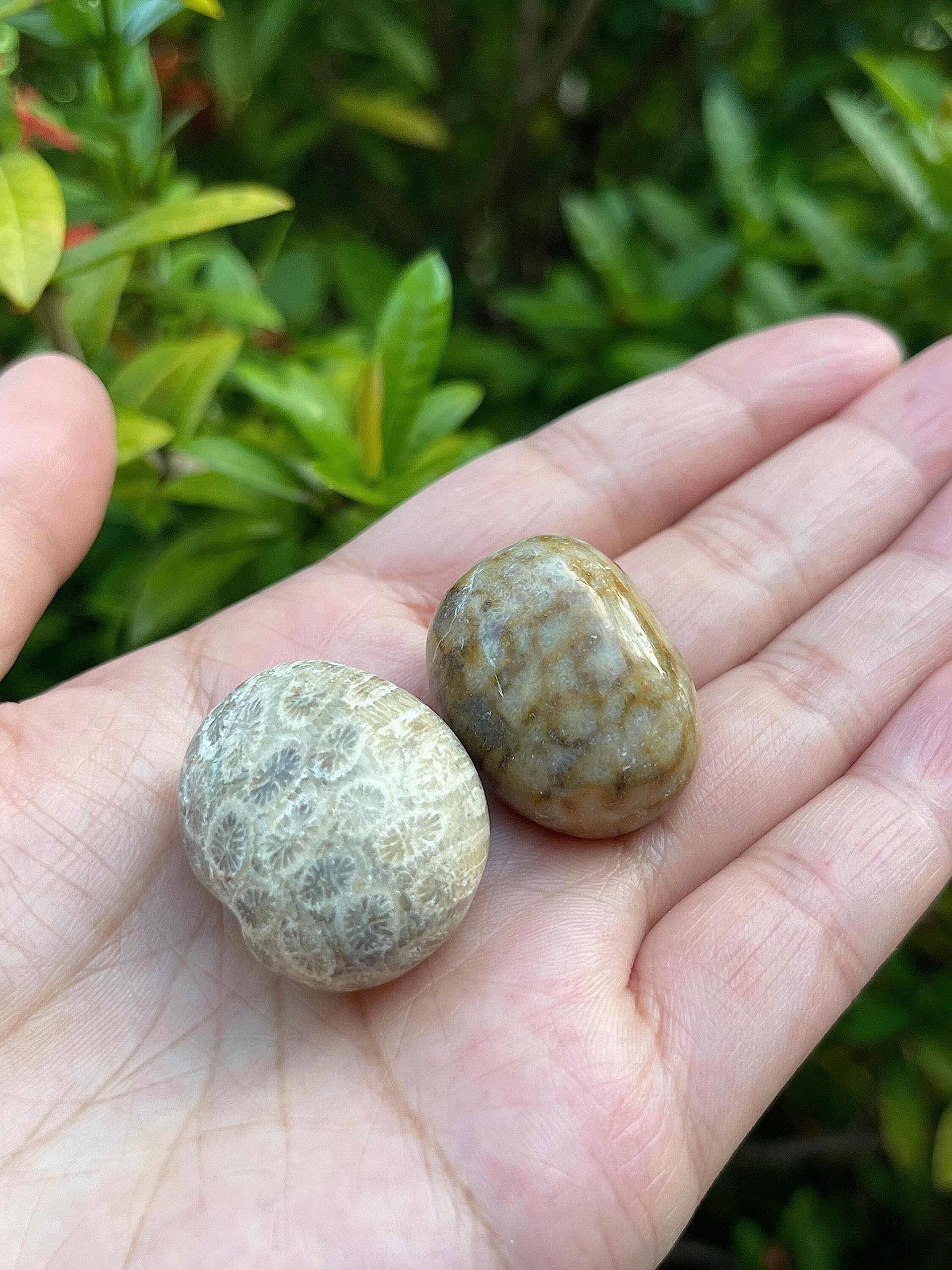 GAF TREASURES fossil coral grid-stones, ideal for energy layouts and thoughtful rituals.