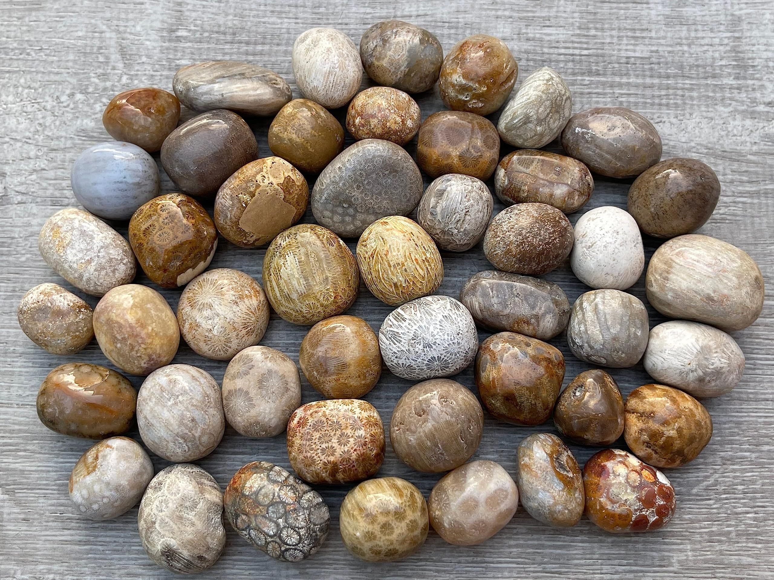 GAF TREASURES fossil coral pocket stones, warmth for daily grounding and focus.