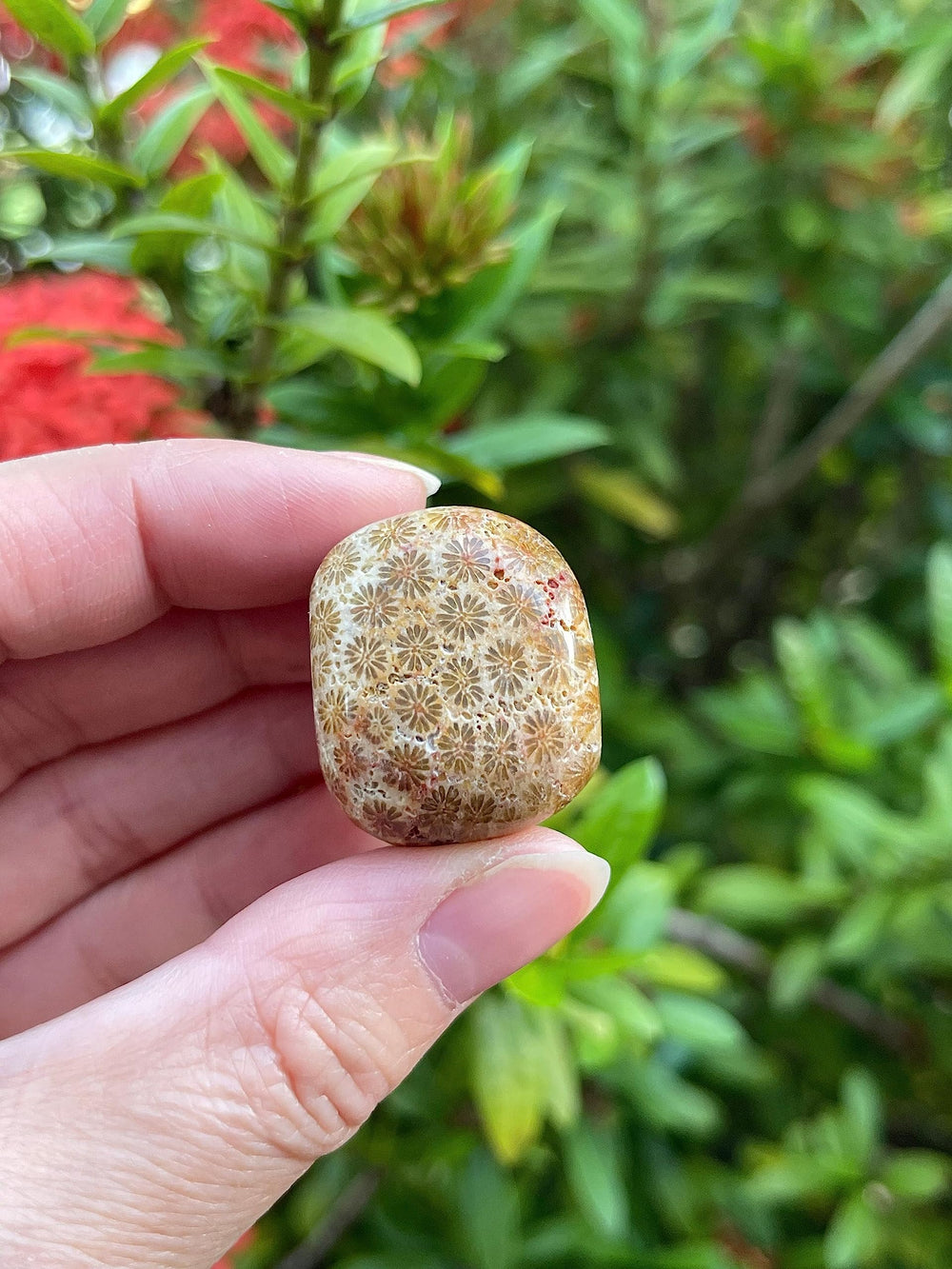 GAF TREASURES fossil coral polished rocks close-up, showing natural color variation for décor.