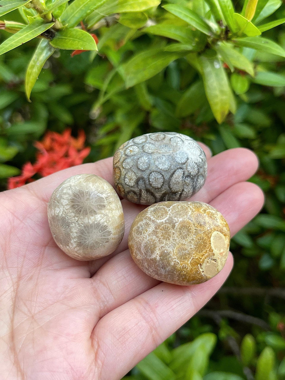 GAF TREASURES natural fossil coral, size 0.75–1.25 inch with varied patterns.
