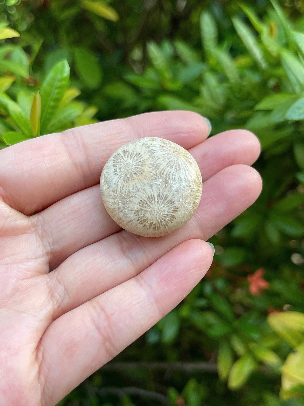 GAF TREASURES fossil coral bundle, versatile kit for pocket carries and mindful practice.