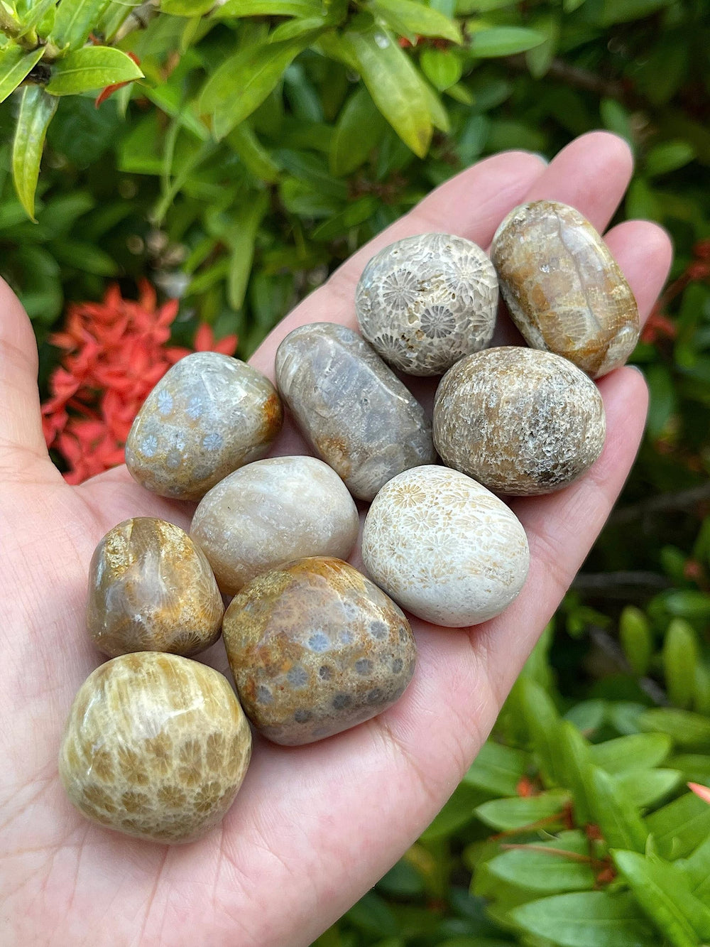GAF TREASURES fossil coral tones, unique shapes and colors across each batch.