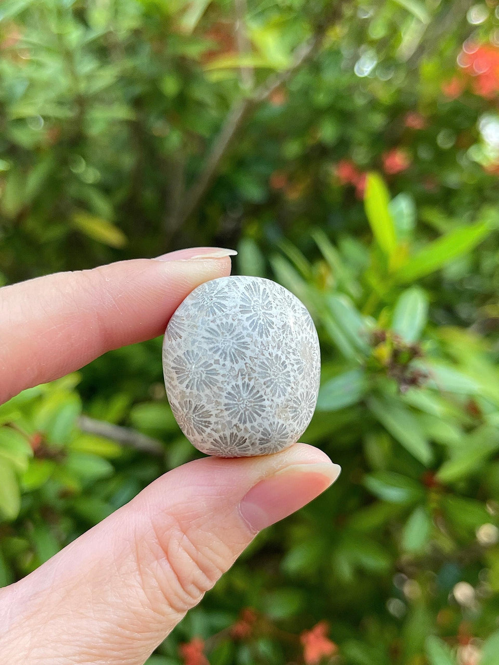 GAF TREASURES grade-A fossil coral stones for meditation and calm focus.
