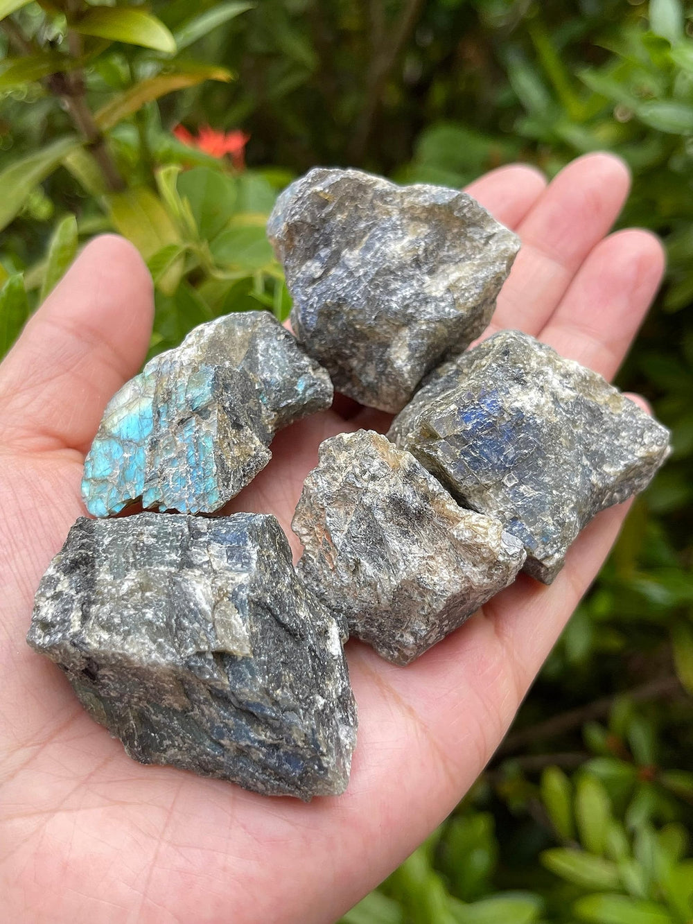 GAF TREASURES Labradorite rough stone ready for polishing and lapidary projects.