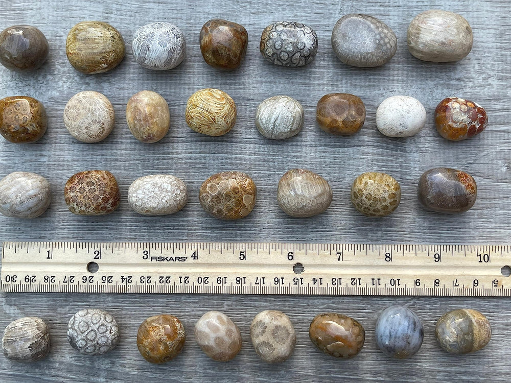 GAF TREASURES tumbled fossil coral stones, 0.5 lb lot with varied quantities.