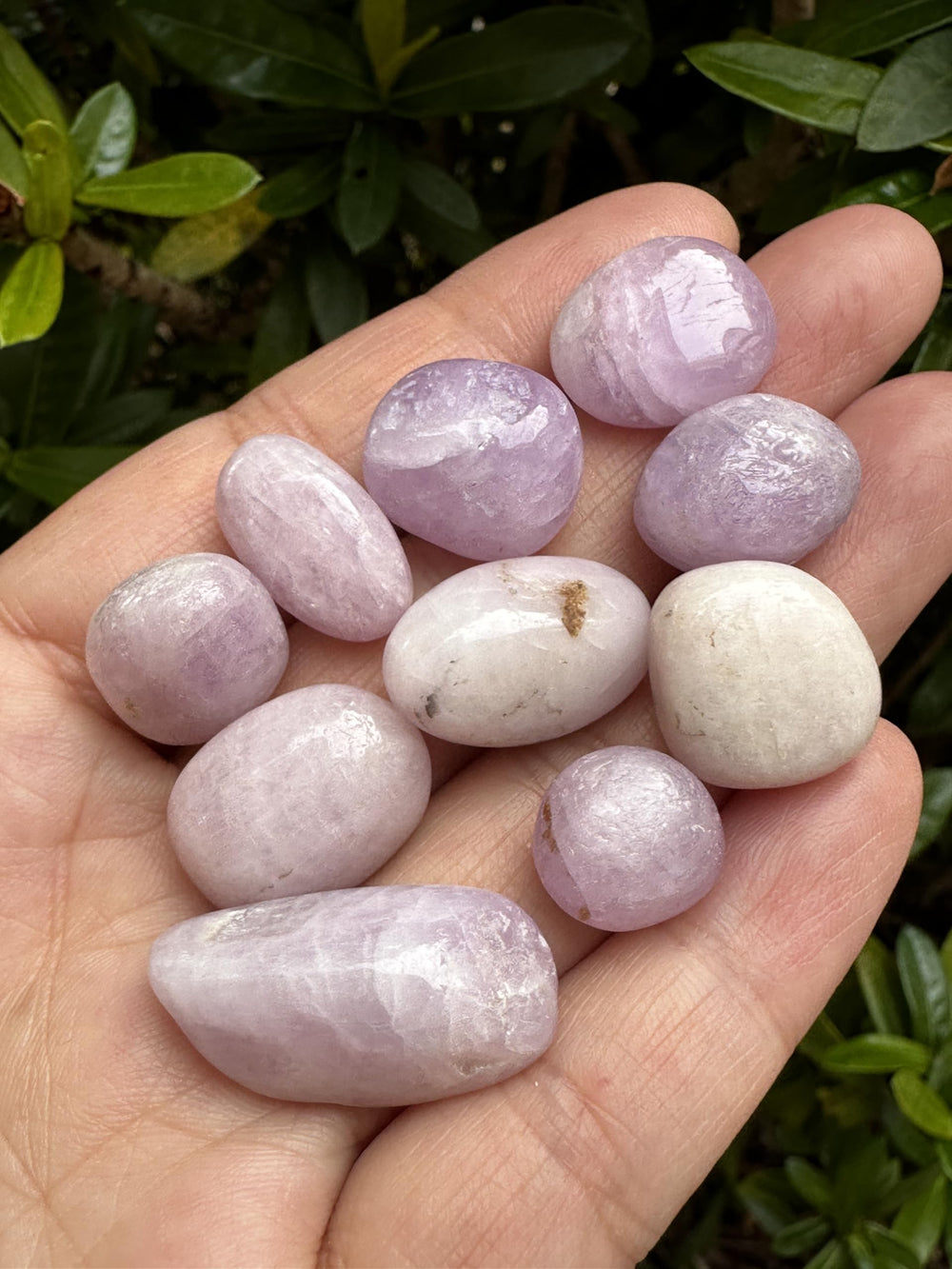 GAF TREASURES Kunzite bulk selection highlighting 70-80 stones per half pound.