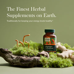 Capsules close-up showing cordyceps and ashwagandha for energy
