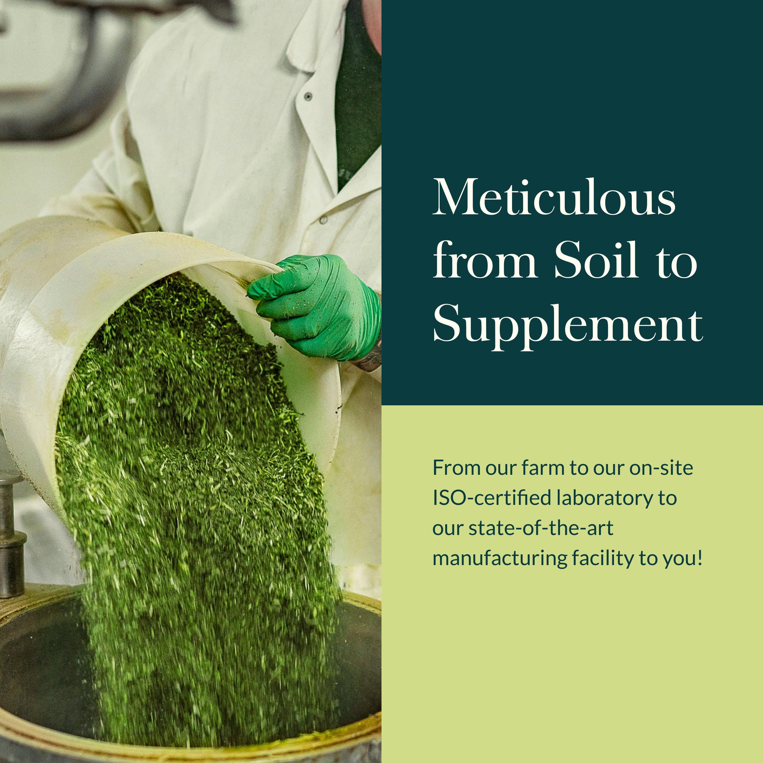 Dandelion detail from Gaia Herbs Plant Force Liquid Iron emphasizes botanical nourishment.