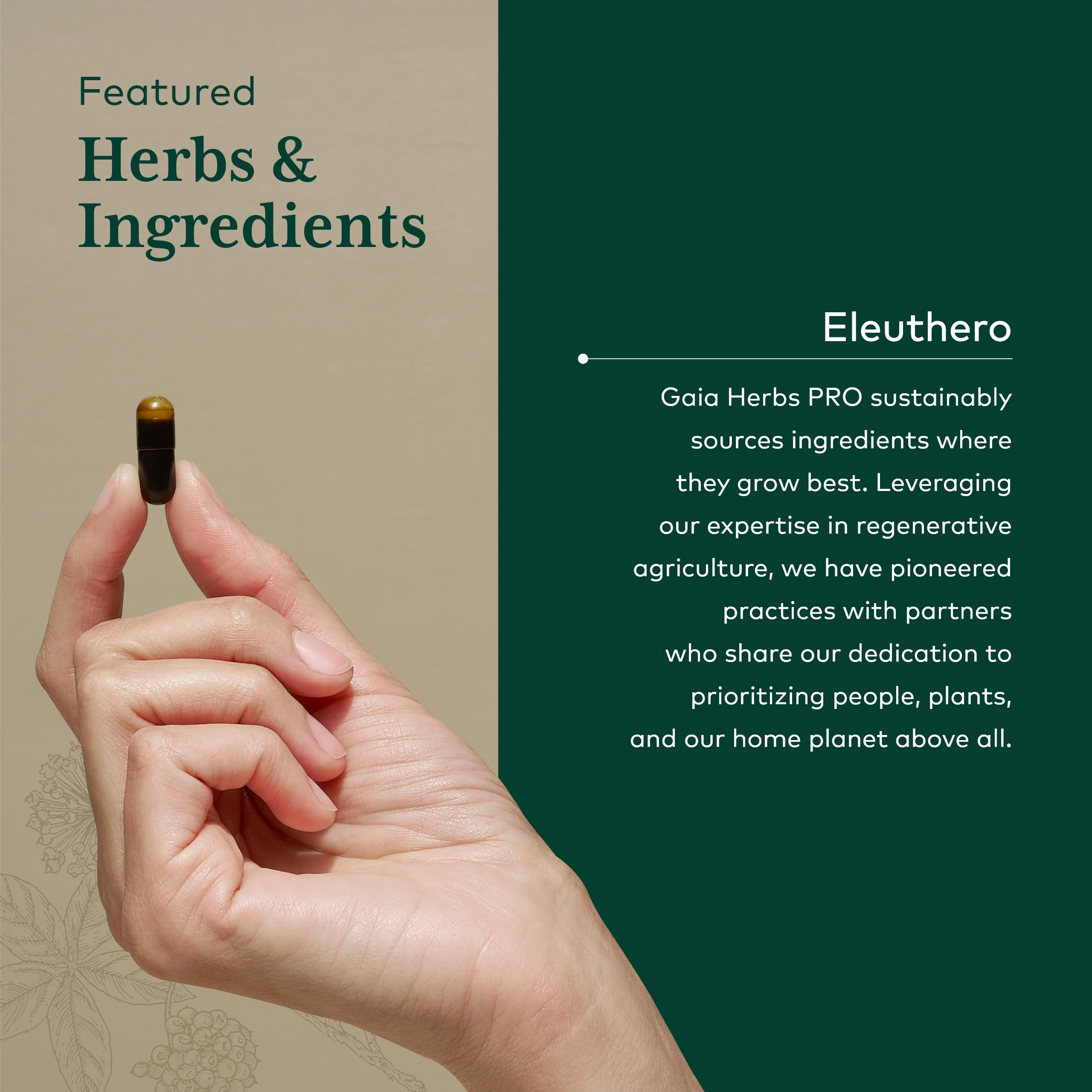 Gaia Herbs PRO Eleuthero capsules inside bottle ready for daily use