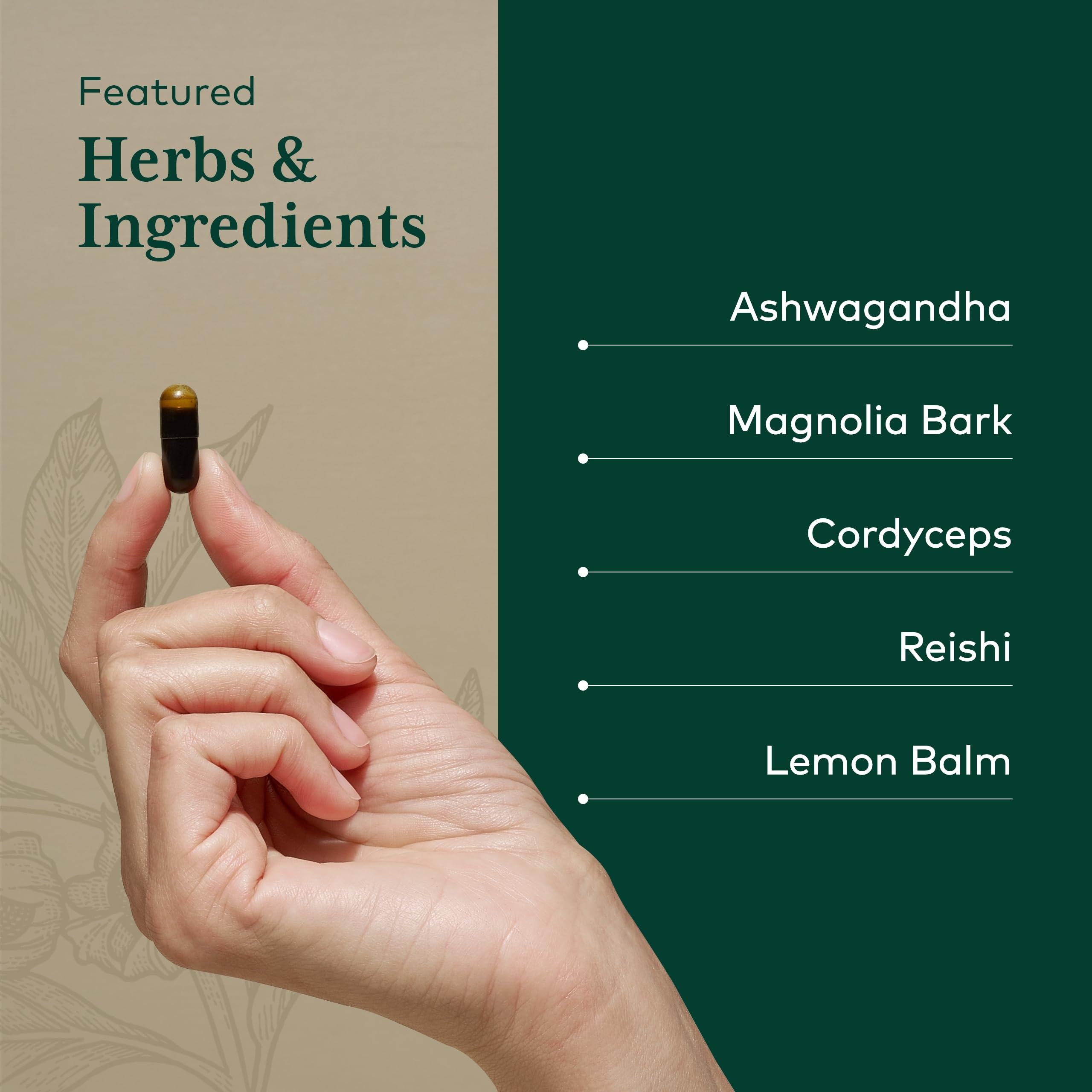 Gaia Herbs Pro Nighttime HPA cordyceps close-up showcasing premium ingredients.