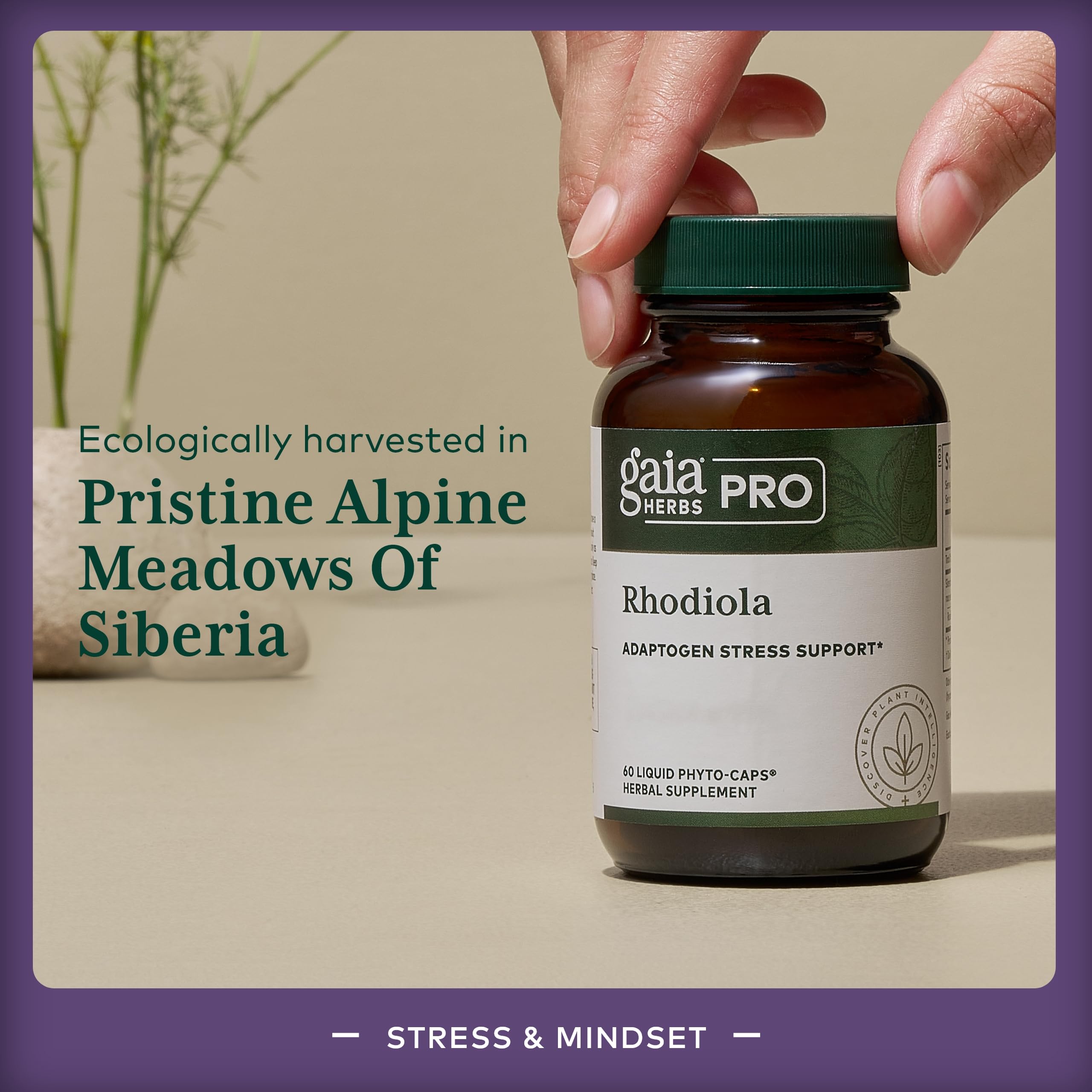 Gaia Herbs PRO Rhodiola root extract label highlights rosavins for potency.