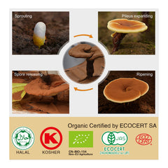 GANOHERB Organic farm field illustrating organic ganoderma cultivation.