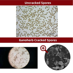 GANOHERB Spore powder technology preserving potency through low-temperature processing.