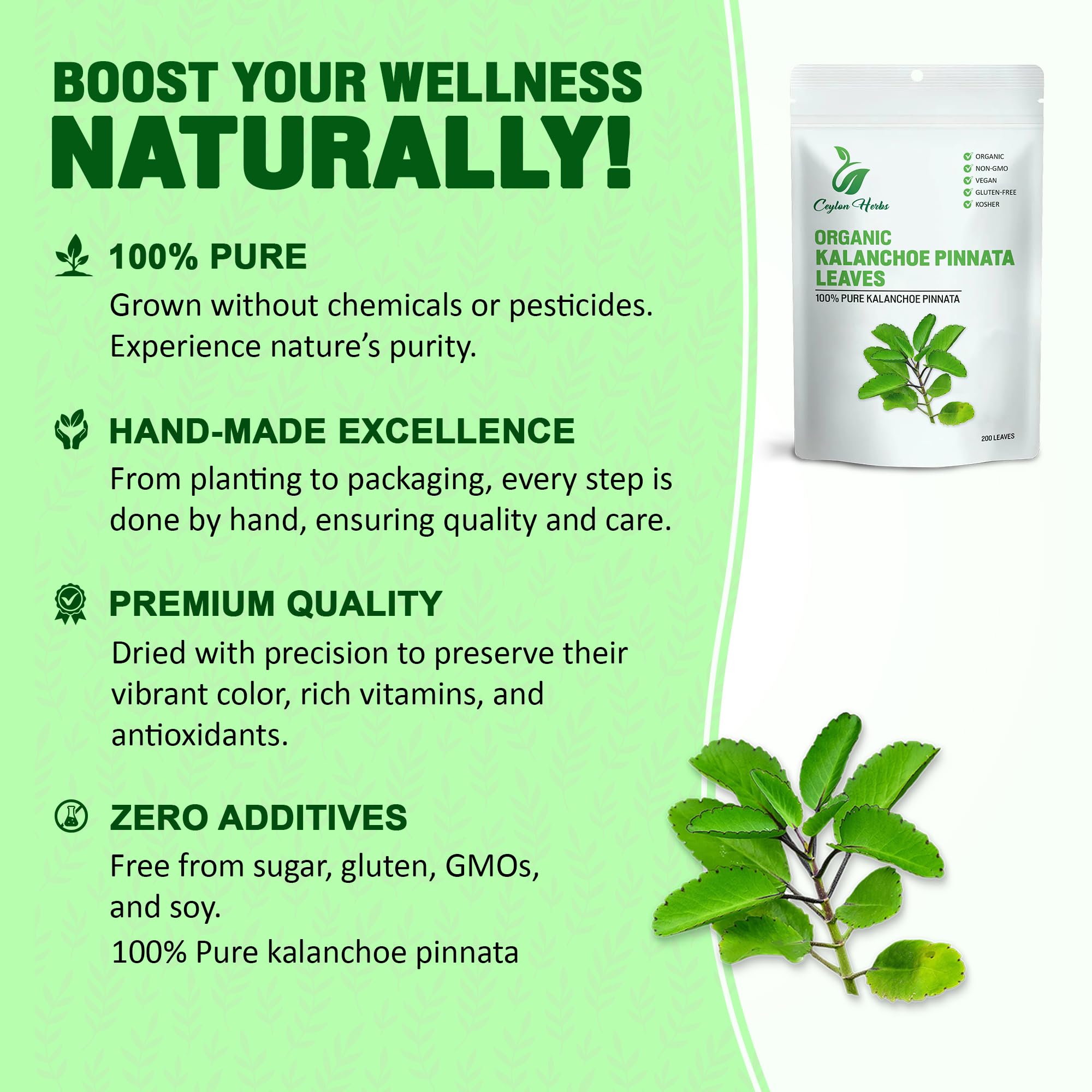 Generic Kalanchoe Pinnata leaves, 100% natural and pesticide-free