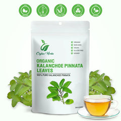 Generic Kalanchoe Pinnata leaves, well-cleaned for pure infusion