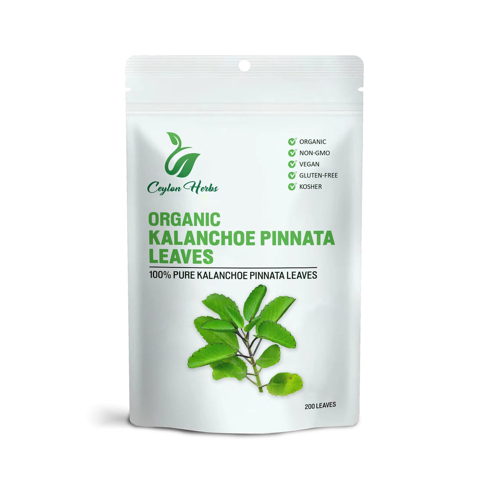 Generic Kalanchoe Pinnata leaves, healthy and vibrant for herbal use