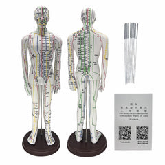 GGFSSQ body acupuncture model with clear English points for beginner study.