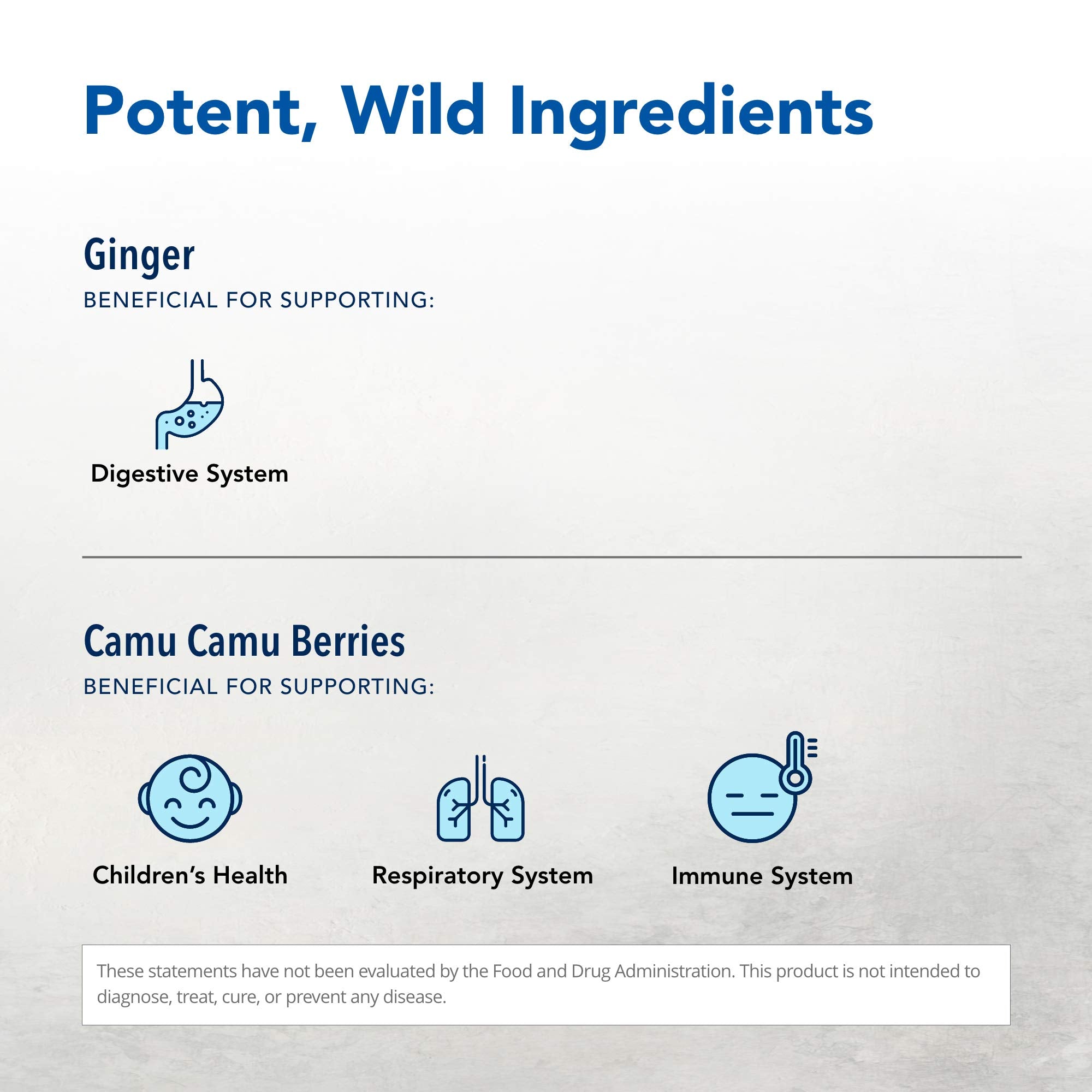Ginger root concentrate highlighting potent ginger flavonoids and aroma.
