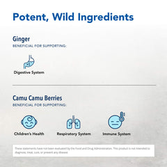 Ginger root concentrate highlighting potent ginger flavonoids and aroma.