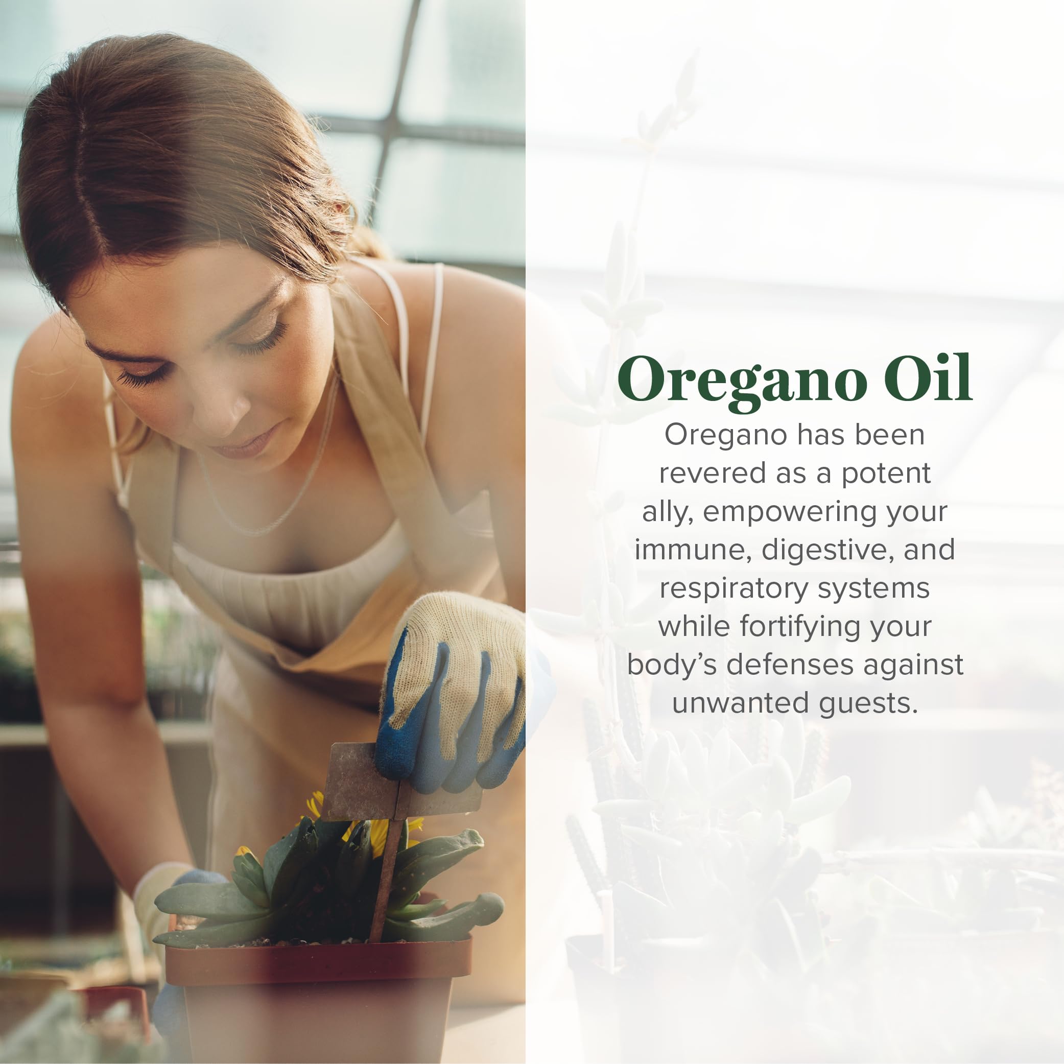 Global Healing Center oregano oil capsules label highlighting organic oregano and cayenne.
