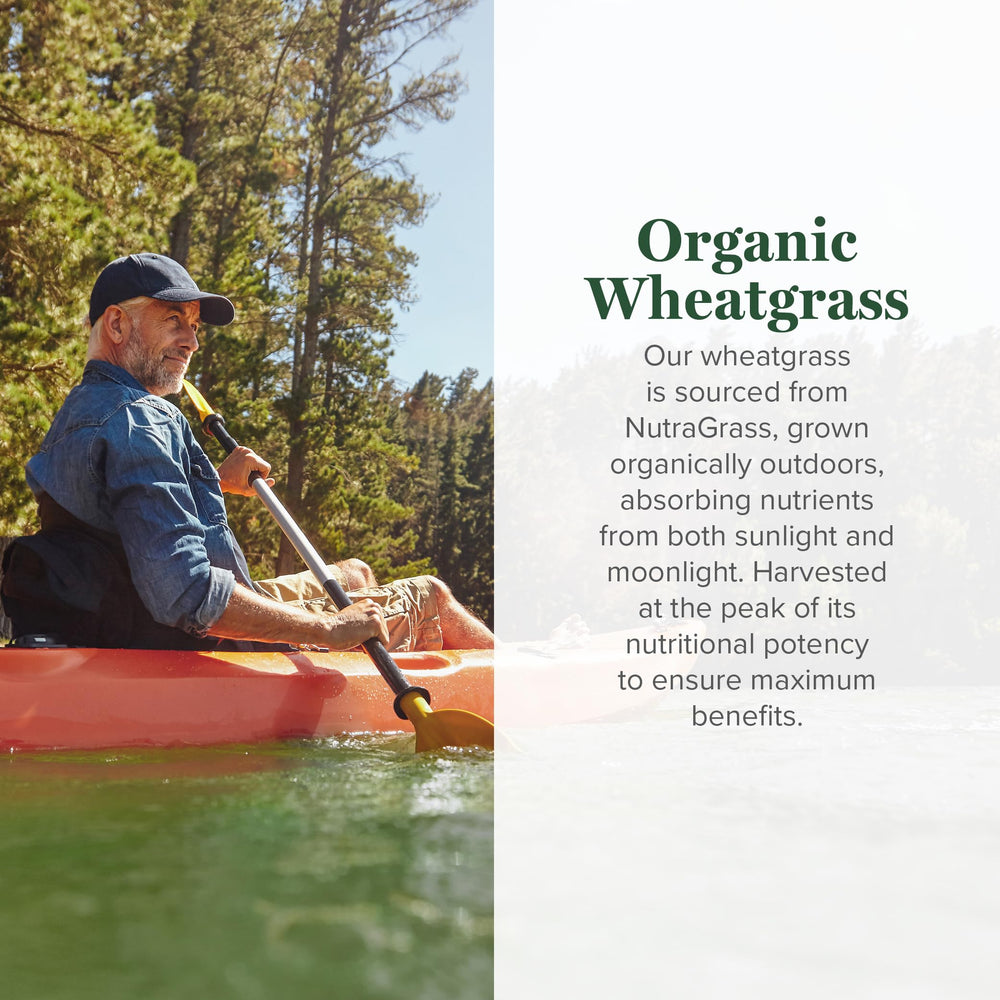 Global Healing Center organic wheatgrass sprouts close-up highlighting nutrient-dense greens for smoothies.