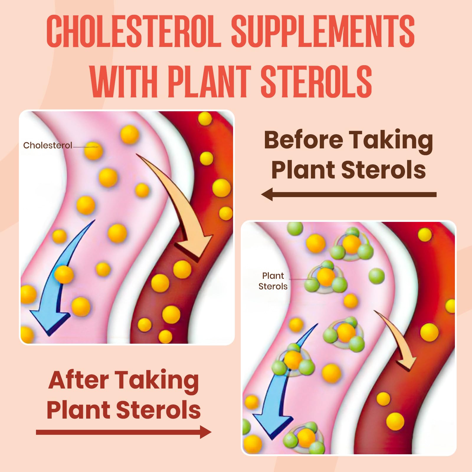 Glorithiventa plant sterols and stanols ingredients illustrate the science-backed blend.