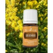 Young Living Goldenrod essential oil diffuser scene delivering a serene atmosphere
