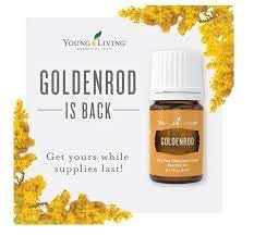 Young Living Goldenrod oil for topical use in gentle skincare blends
