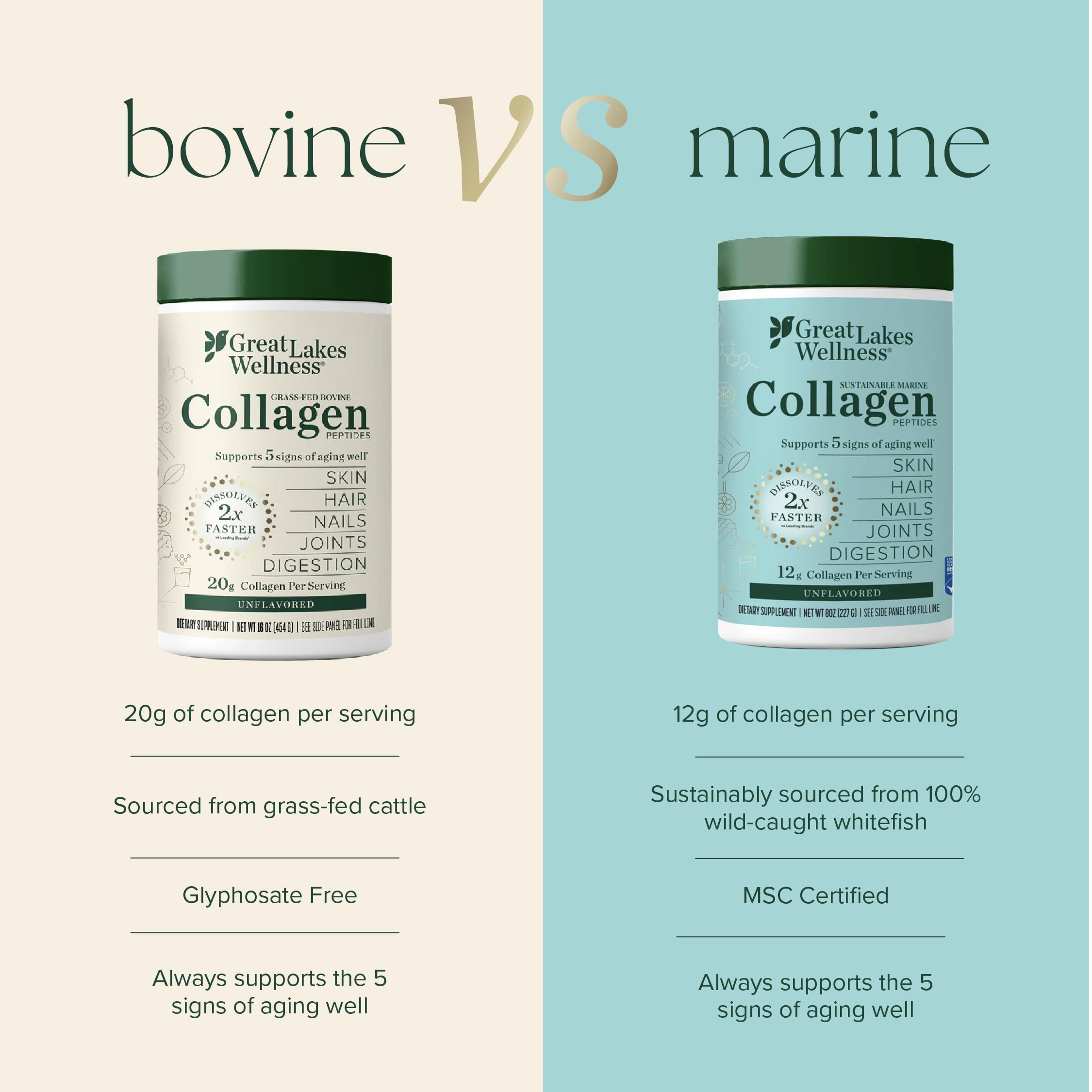 Digestive support concept for Great Lakes Wellness collagen peptides