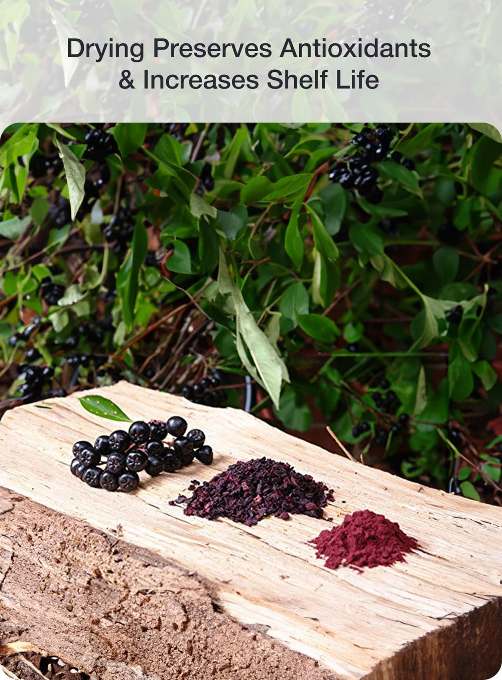 Green Valley Superfoods aronia berry juice powder dissolving in smoothie for tart boost.