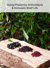 Scoop of Green Valley Aronia powder ready for daily use and shakes.