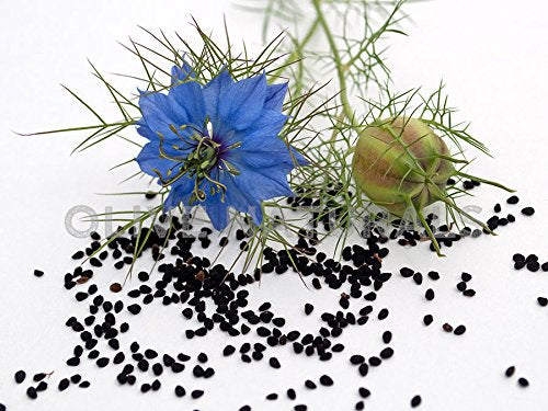 Ingredient panel on Gye Nyame bitters showing black seed and moringa for natural wellness.
