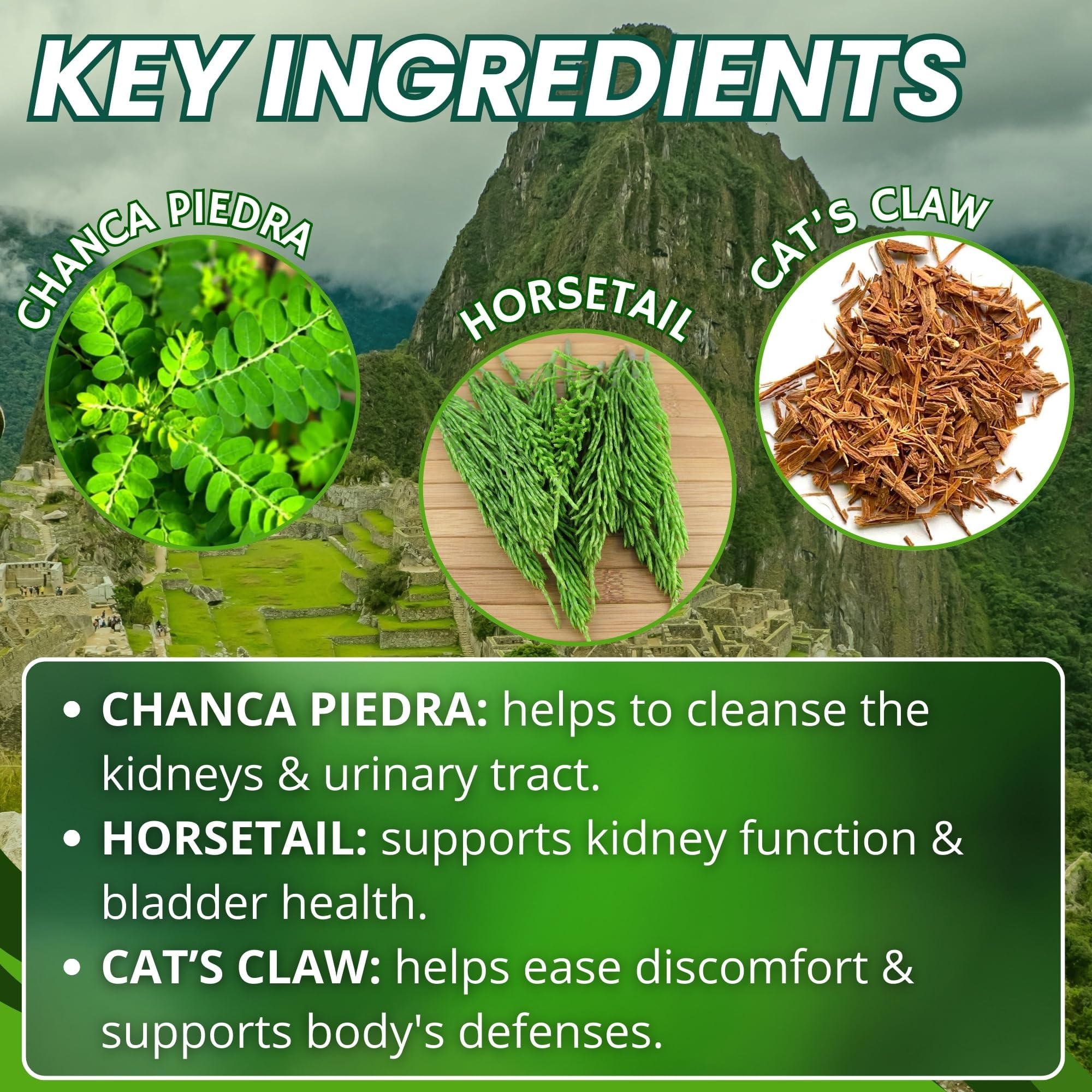 Hanan Riñosan horsetail focus highlighting bladder support heritage.