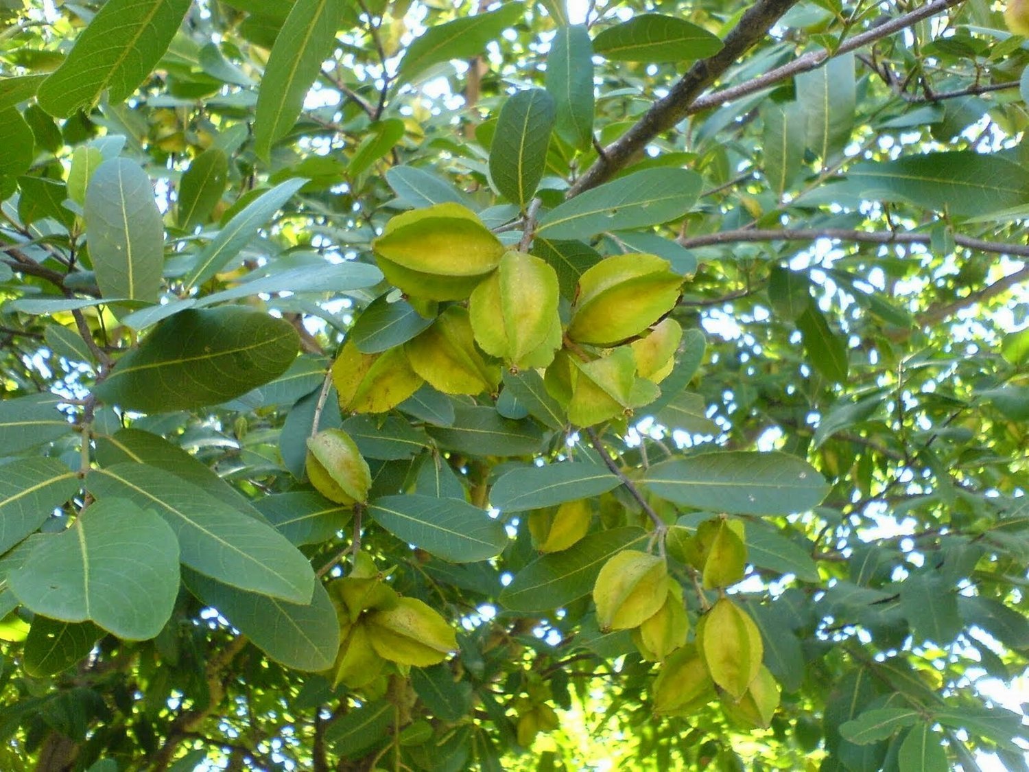 Harmony Nutraceuticals Arjuna Supreme ingredients image illustrating Triperine synergy with black pepper and ginger