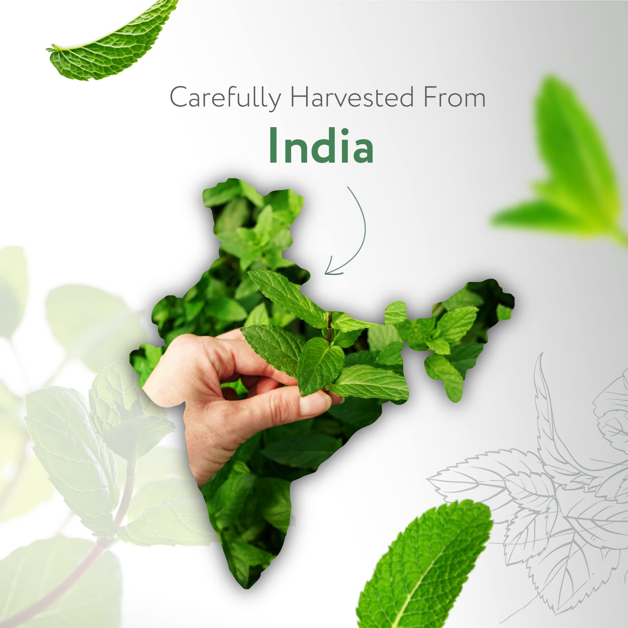 HBNO peppermint oil used in diffusers for refreshing, spa-like aroma.
