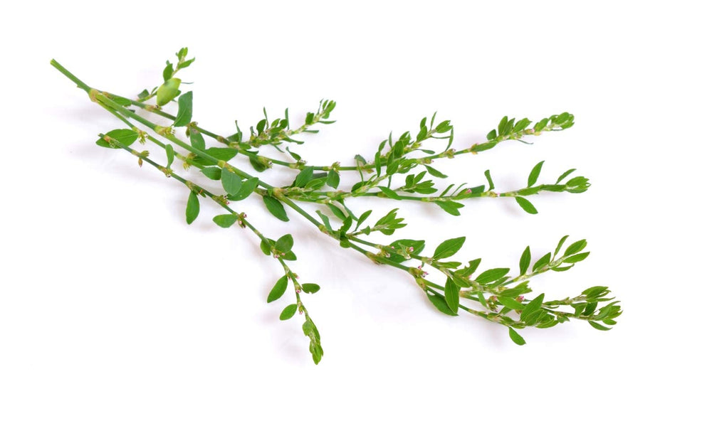 Health Embassy Knotgrass Tea brew in 1-2 tsp per 200 ml water